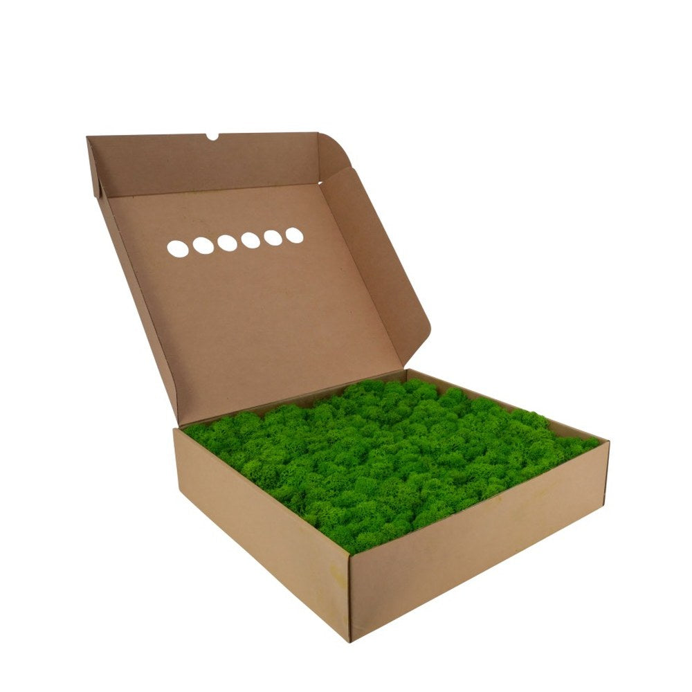 Islandmoos Grün im 5-kg-Karton