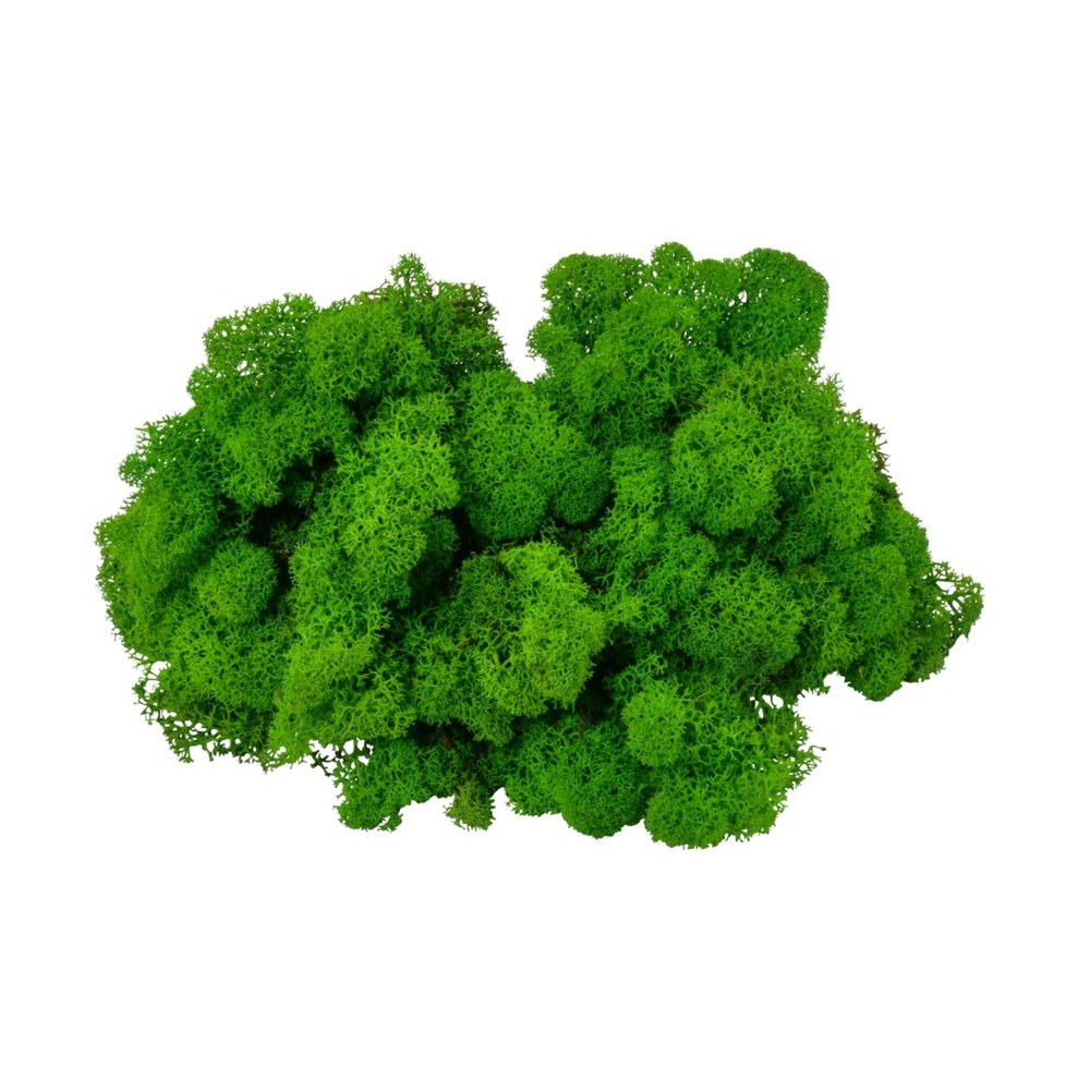Islandmoos Grün