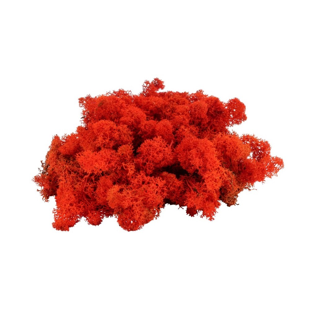 Islandmoos Rot